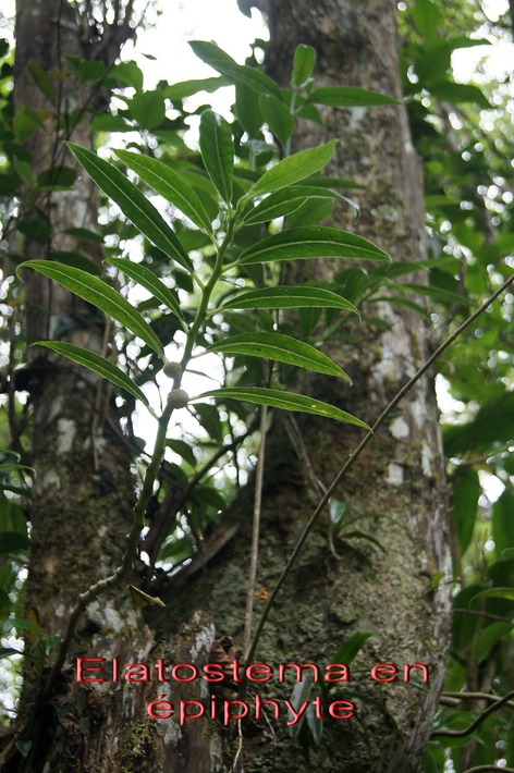 BAc-Elatostema fagifolium-Urticace-M
