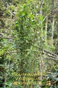 BAc-Foulsapate- Hibiscus boryanus- Malvace- E