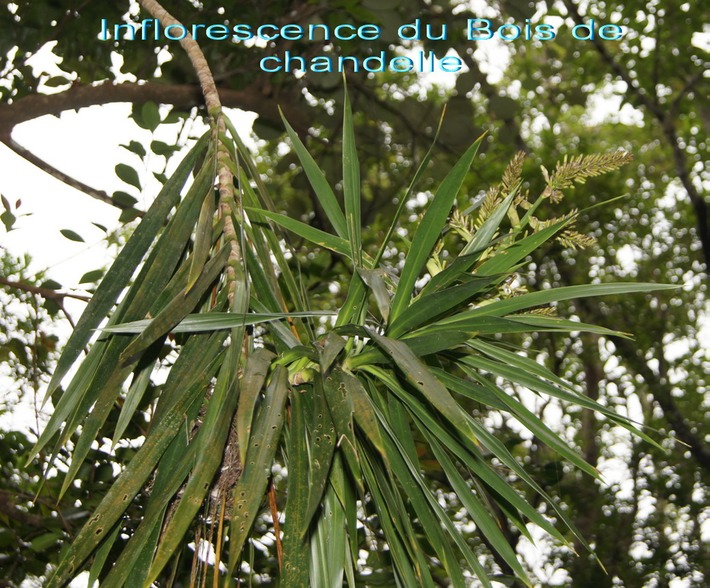 BAc-Inflorescence du Bois de Chandelle - Dracaeana reflexa