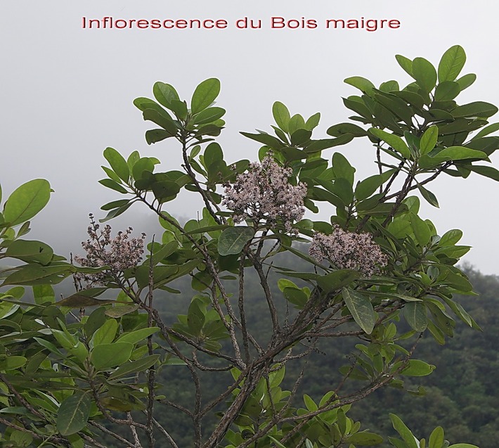 BAc-Inflorescence du Bois maigre- Nuxia verticillata