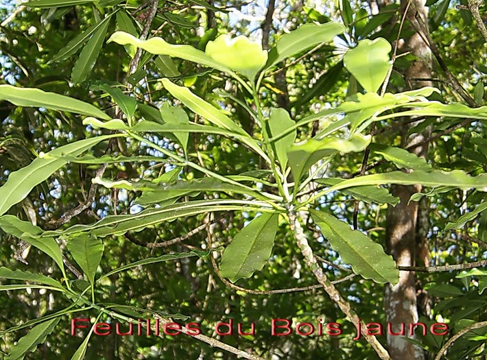 BAc-Les feuilles du Bois jaune- Ochrosia borbonica