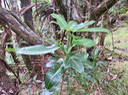 2. Melicope borbonica ou Euodia borbonica - Petit catafaille - Rutacée - M