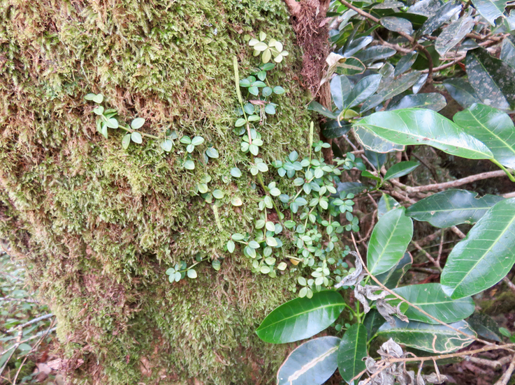 3. Peperomia tetraphylla - Pourpier marron - Piperaceae - Pantropicale