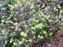 4. Eugenia buxifolia - Bois de nèfles à petites feuilles - Myrtacée