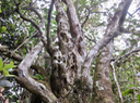 5. Nuxia verticillata - Bois maigre - Stilbacée-M.