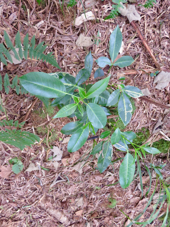 6. Melicope borbonica ou Euodia borbonica - Petit catafaille - Rutacée - M