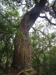 Acacia heterophylla - Tamarin des hauts - FABACEAE - Endémique Réunion