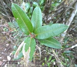 Agarista buxifolia.bois de rempart.ericaceae.indigène Réunion.P1820429