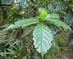 Antirhea borbonica.bois d'osto.rubiaceae. endémique Réunion Maurice Madagascar .P1820486