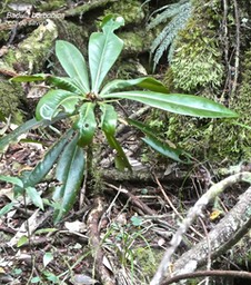 Badula borbonica.bois de savon.myrsinaceae.endémique Réunion.P1820642