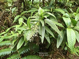 Bertiera rufa .bois de raisin.rubiaceae.endémique Réunion.P1820550