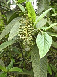 Bertiera rufa. bois de raisin.rutaceae. endémique Réunion.P1820601