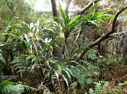 Cordyline mauritiana .canne marronne.asparagaceae.endémique Réunion Maurice.P1820522