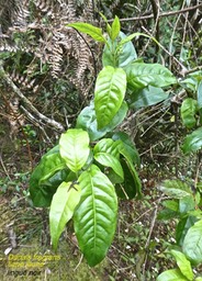 Danais fragrans.liane jaune .lingue noir .rubiaceae.indigène Réunion P1820414