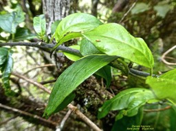Danais fragrans.liane jaune.lingue noir.rubiaceae.P1820416