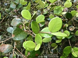 Eugenia buxifolia.bois de nèfles à petites feuilles.myrtaceae.endémique Réunion.P1820451