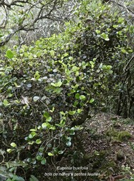 Eugenia buxifolia.bois de nèfles à petites feuilles.myrtaceae.endémique Réunion.P1820449