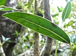 Geniostoma angustifolia .bois de piment.bois de  rat.petit bois cassant.(face inférieure de la feuille )loganiaceae.P1820633