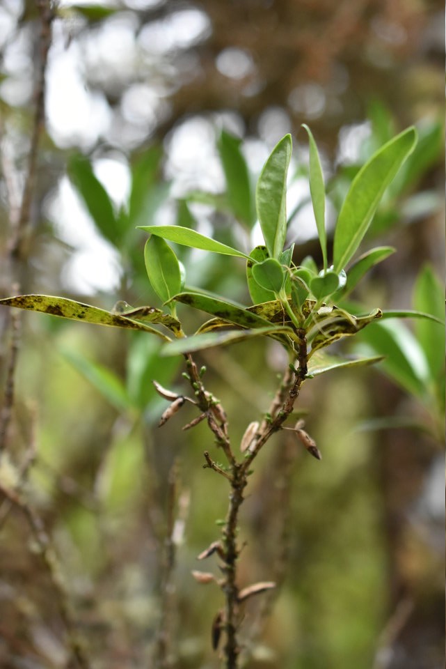 Geniostoma angustifolium - Bois de piment, Petit bois cassant - LOGANIACEAE - Endémique Réunion, Maurice