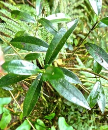 Geniostoma angustifolium .bois de piment.bois de rat.petit bois cassant.loganiaceae.P1820474