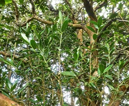 Geniostoma angustifolium.bois de piment.bois de rat.petit bois cassant.loganiaceae.P1820393