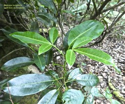 Melicope borbonica.petit bois de catafaille (avec feuilles juveniles trifoliolées).rutaceae.P1820620