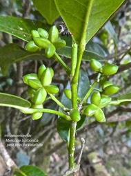 Melicope borbonica.petit bois de catafaille.(infrutescences)rutaceae.endémique Réunion.P1820626