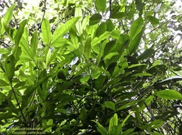Melicope obtusifolia. catafaille patte poule.rutaceae.endémique Réunion Maurice. P1820597