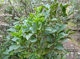 Pittosporum senacia. bois de joli coeur.pittosporaceae.indigène Réunion.P1820428