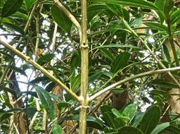 qeniostoma angustifolium.bois de piment.bois de rat.petit bois cassant.loganiaceae.P1820395
