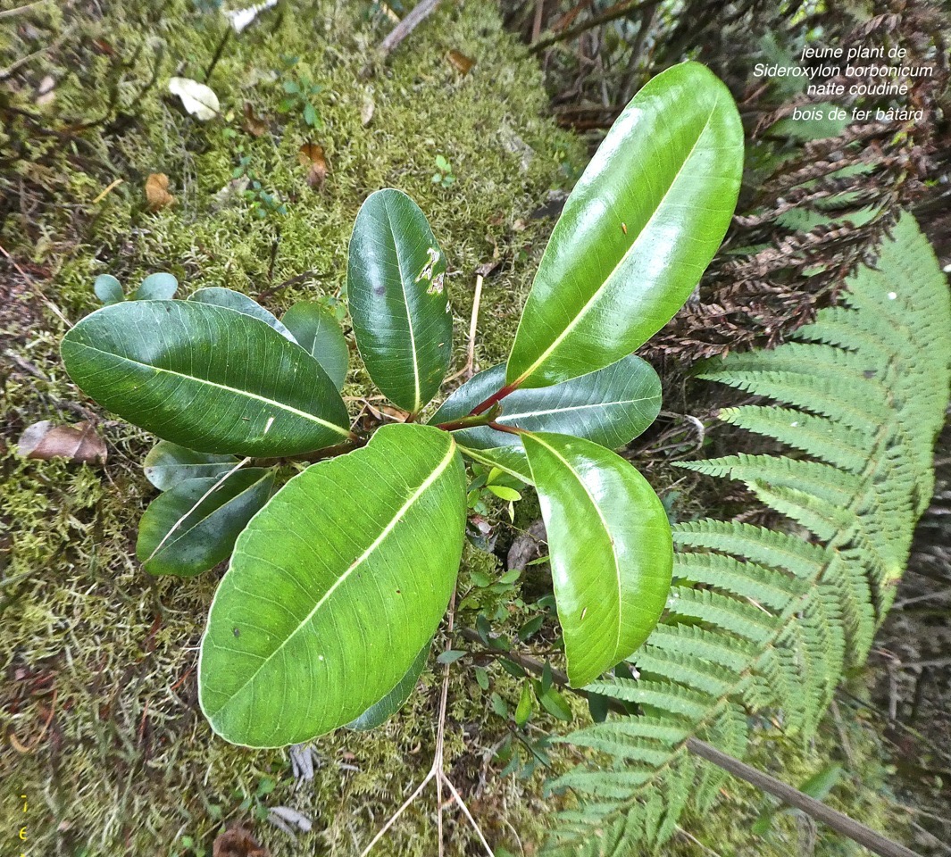 Sideroxylon borbonicum.bois de fer bâtard.natte coudine.sapotaceae.endémique Réunion.P1820427