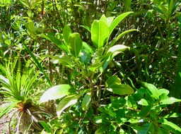 10 Melicope borbonica ou Euodia borbonica - Petit catafaille - Rutacée - M