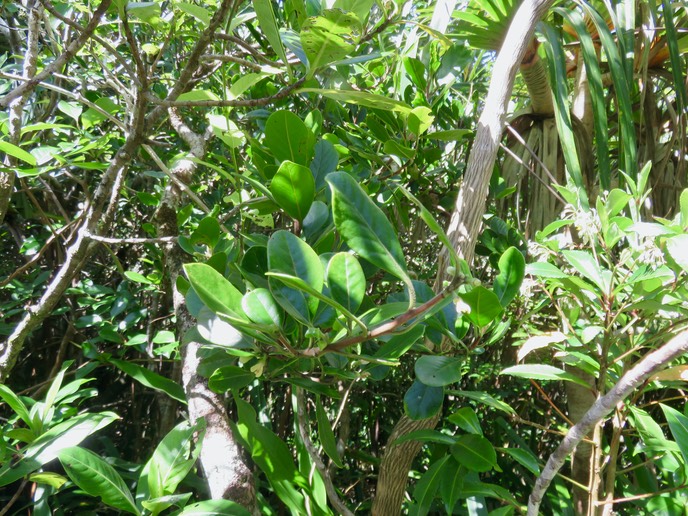 13 ??? Turraea thouarsiana - Bois de quivi - Meliaceae - endémique B M