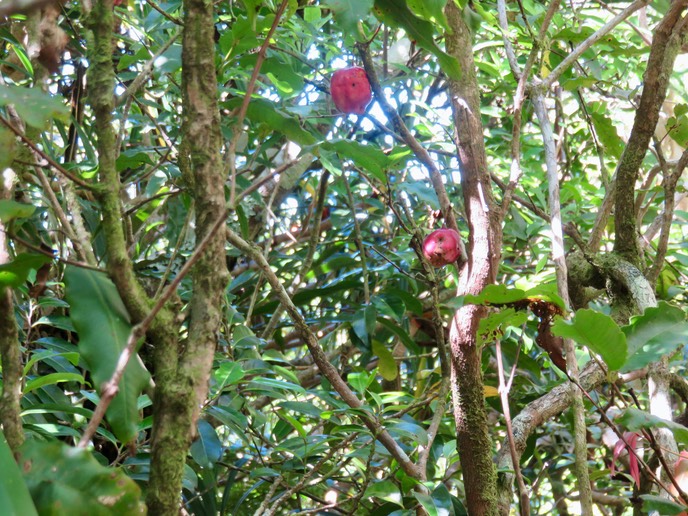 18 Fruits de  Syzygium cymosum - Bois de pomme rouge - Myrtacée - B