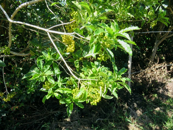 20 Fruits de Pittosporum senacia - Bois de Joli cœur - Pittosporacée