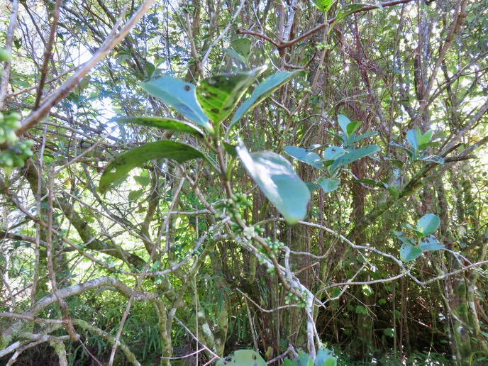23 Fleur et fruits de Geniostoma borbonicum - Bois de piment ou Bois de rat - Loganiaceae