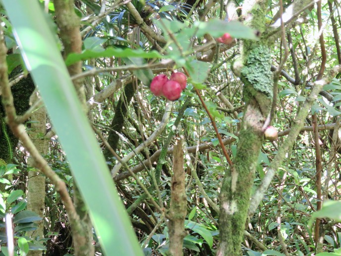 27 Fruits rouges de Syzygium cymosum - Bois de pomme rouge - Myrtacée - B