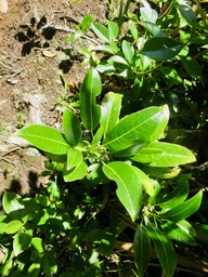 29 Fleurs, feuilles juvéniles et adultes de Feuilles juvéniles trifoliolées de Melicope borbonica ou Euodia borbonica - Petit catafaille - Rutacée - M