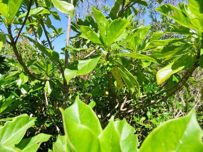 3 Fleurs fruits Chassalia corallioides - Bois de corail - Rubiacée -B