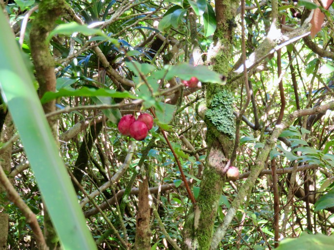 32 Syzygium cymosum - Bois de pomme rouge - Myrtacée - B
