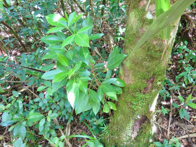 40 Fleurs, feuilles juvéniles et adultes de Feuilles juvéniles trifoliolées de Melicope borbonica ou Euodia borbonica - Petit catafaille - Rutacée - M