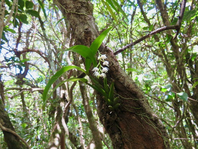 43 Polystachya cultriformis - - Orhidacea - Indigène Réunion