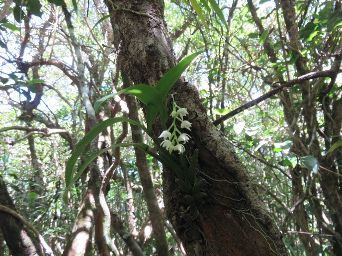 44 Polystachya cultriformis - - Orhidacea - Indigène Réunion