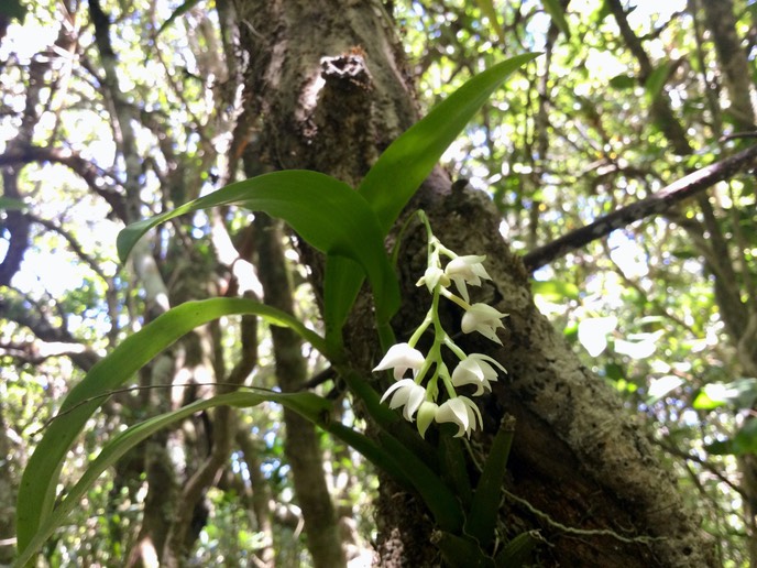 46 Polystachya cultriformis - - Orhidacea - Indigène Réunion