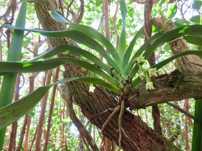 9 Angraecum bracteosum - Orchidaceae