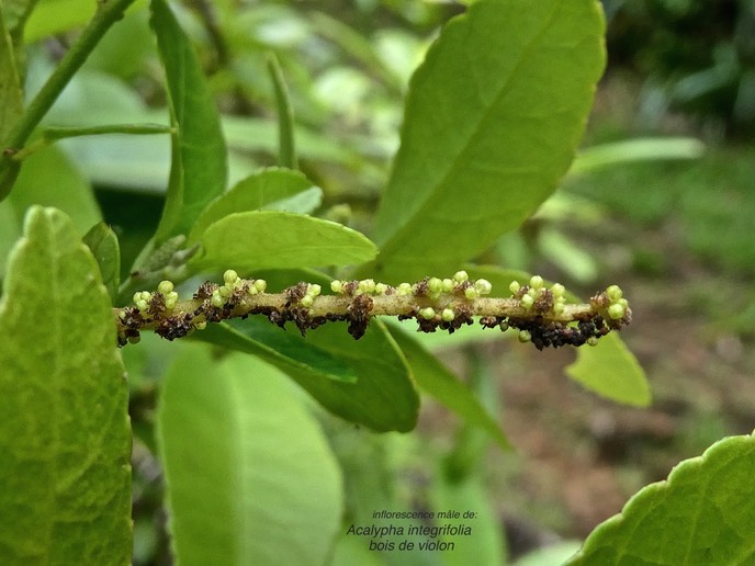 Acalypha integrifolia .bois de violon (inflorescence mâle )euphorbiaceae.indigène Réunion.P1006588