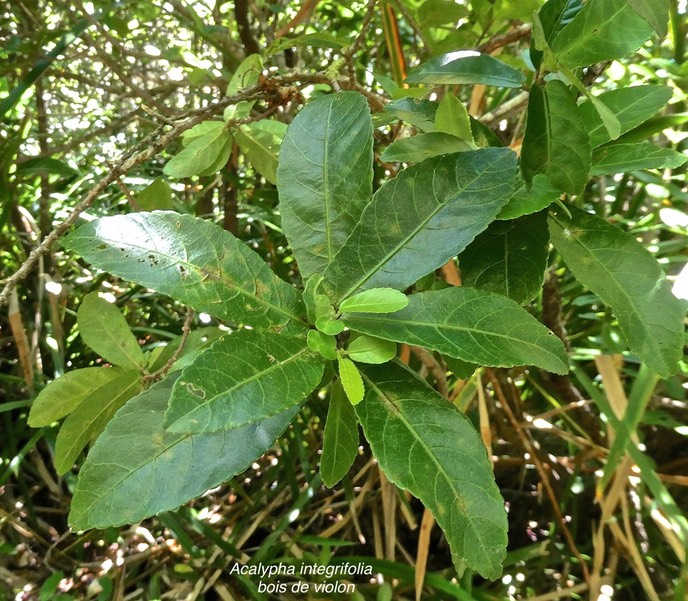 Acalypha integrifolia.bois de violon.euphorbiaceae.indigène Réunion .P1006293