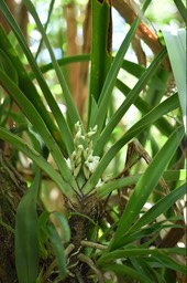 Angraecum bracteosum - EPIDENDROIDEAE - Endémique Réunion - 