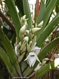 Angraecum bracteosum .orchidaceae.endémique réunion.P1006320