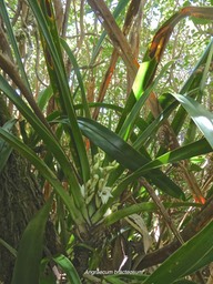 Angraecum bracteosum .orchidaceae.endémique Réunion.P1006297